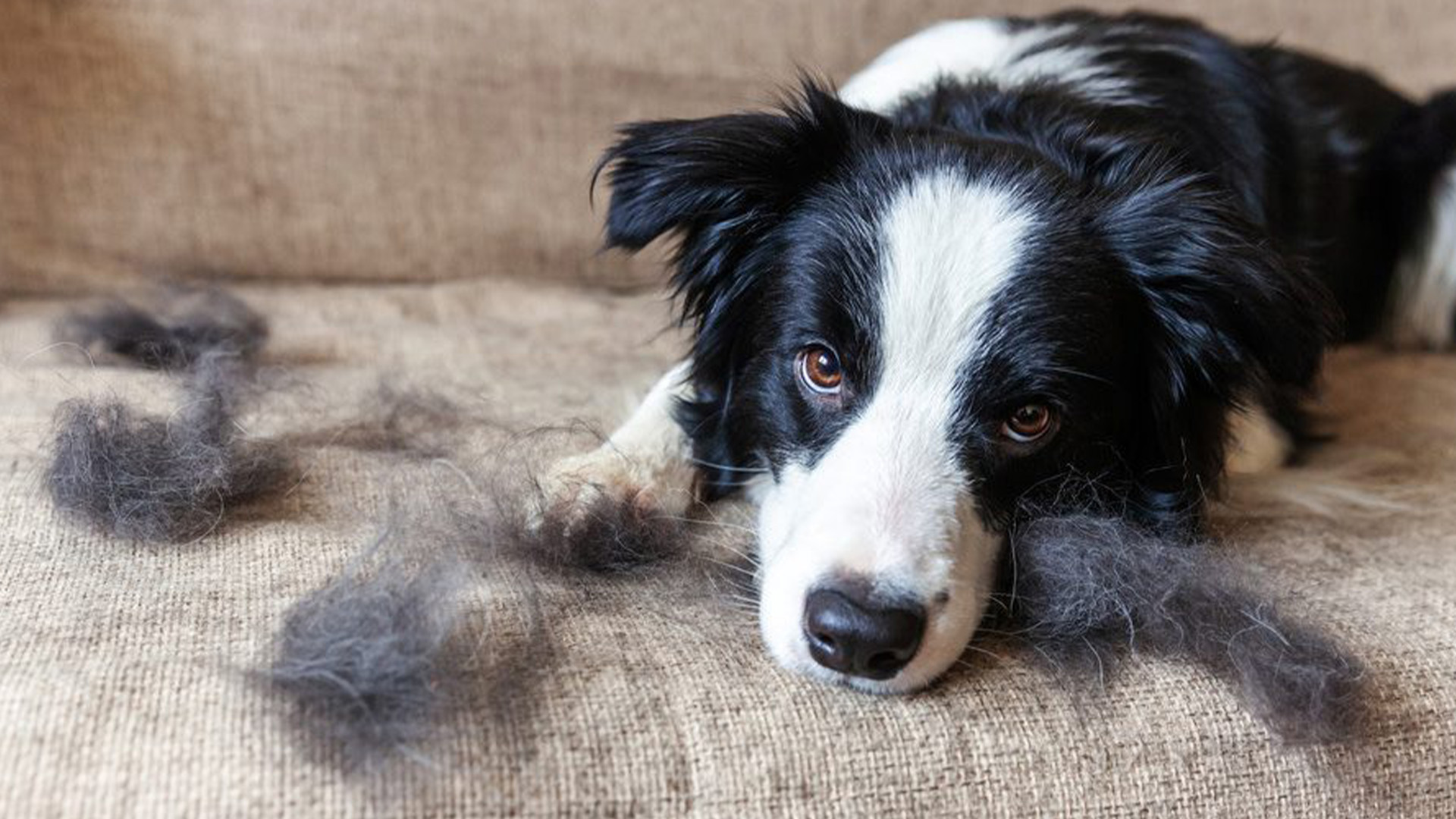 نکات درمورد ریزش مو سگ ها