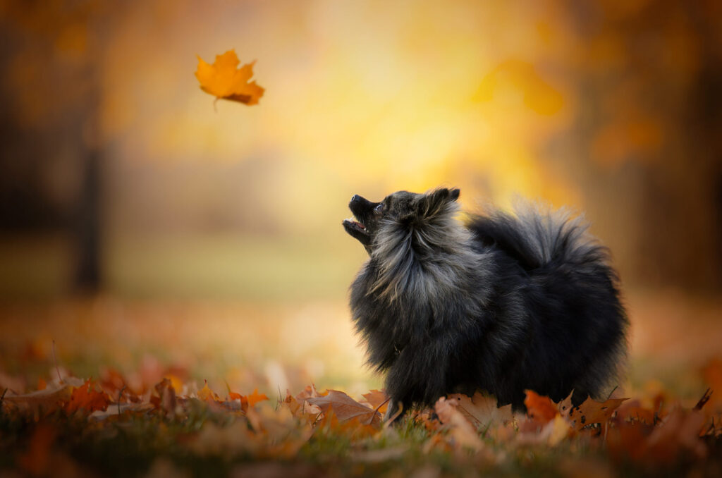 مراقبت از سگ در فصل پاییز
