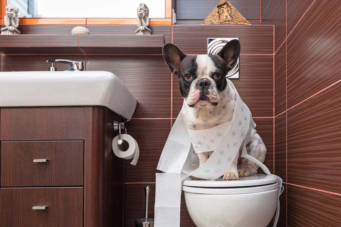 آموزش دستشویی به سگ