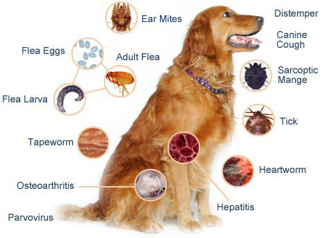 انگل های داخلی و خارجی در سگ ها