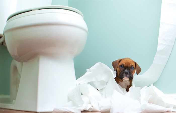 تمیز کردن سگ ها بعد از دستشویی