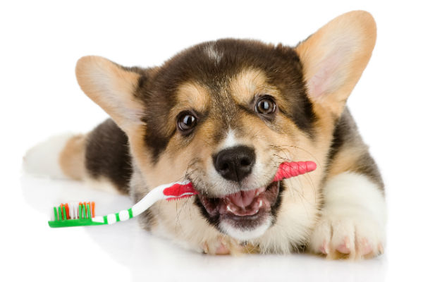9 روش تمیز کردن دندان سگ، بطوریکه از آن متنفر نشوند
