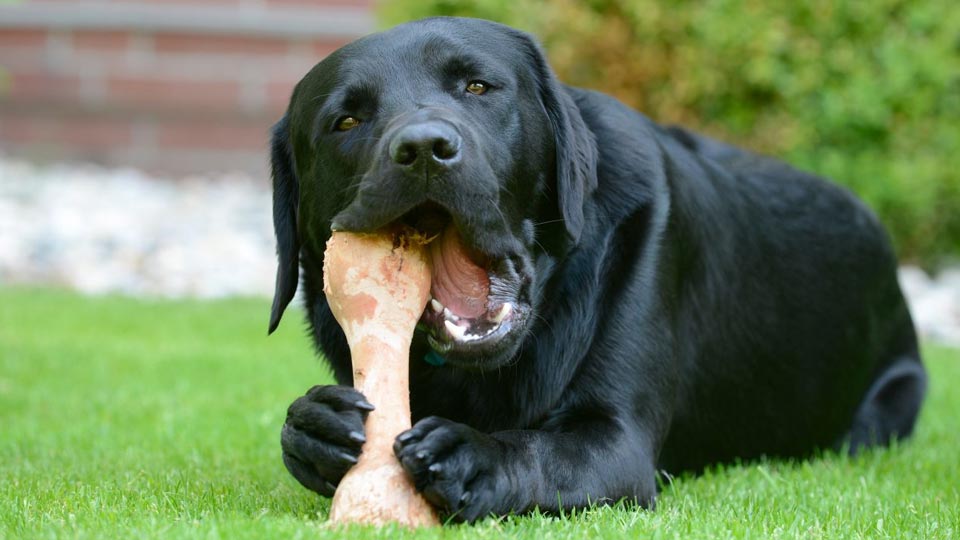 خوردن استخوان برای سگ  مفید است یا مضر؟